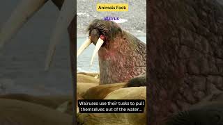 The Mighty Walrus Facts About These Fascinating Animals🦭 animals youtubeshorts ytshorts facts [upl. by Ferris]