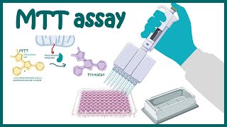 MTT assay  Cell Viability and Cytotoxicity determination using MTT assay [upl. by Loella]