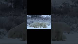 Male Polar Bears Competition for a Female Part 1 shorts music bear [upl. by Pease377]