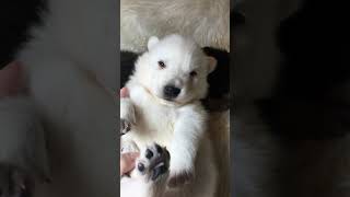 White Wolf Dog Puppy [upl. by Knowling137]