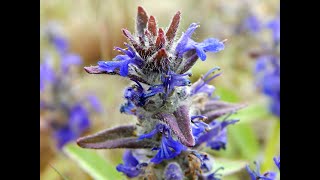 Горлянка повзуча Ajuga reptans [upl. by Goode]