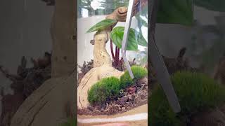 Watch full video for tutorial tutorial moss terrarium plants diy howto [upl. by Thgiled862]