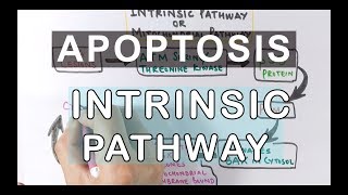 Mechanism of Apoptosis  Intrinsic Pathway [upl. by Sadler]