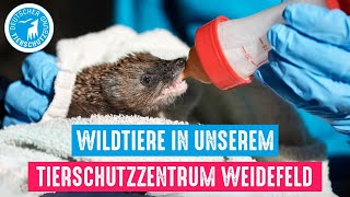 Wildtiere in unserem Tierschutzzentrum Weidefeld [upl. by Henrieta]