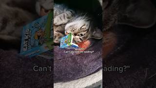 The Excuse of My Cat Who Naps All Day cat shorts cute funny [upl. by Santoro]