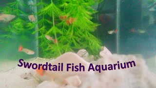 Swordtail Fish Aquarium [upl. by Nuahsad]