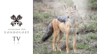 Very Cute Side Striped Jackal Pups  Londolozi [upl. by Leunas446]