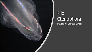 Zoologia  Filo Ctenophora [upl. by Allys175]