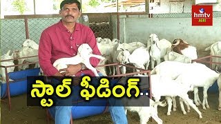 Goat Farming Guide By Purnachander Reddy  hmtv Agri [upl. by Egwan]