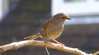 Dunnock Prunella modularis [upl. by Namad]