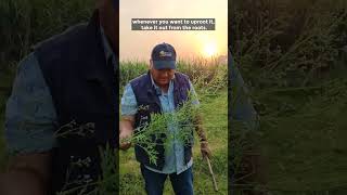 Parthenium hysterophorus Carrot Grass [upl. by Bachman]