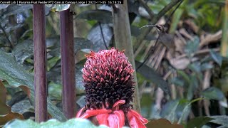 Hungry Hermits Torch Ginger Plant Attracts Tropical Hummingbirds In Panama – Nov 5 2023 [upl. by Elayor]