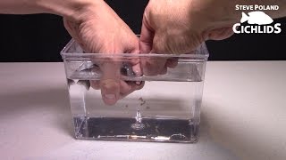 How to Strip African Cichlids and Move Into Egg Tumbler [upl. by Aoht]