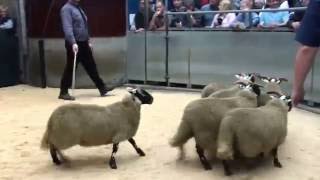 Dalwyne Blackface ewe lambs [upl. by Divaj]