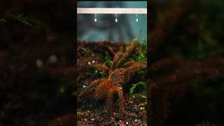 Old World Orange Baboon Tarantula Rehoused spider wildlife animals tarantula shorts orange [upl. by Moyers178]