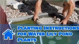 Care of Lilies  Planting Instructions for Water Lily Pond Plants [upl. by Amein]