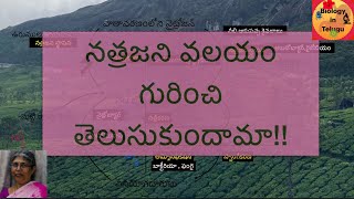 Nitrogen cycle in Telugu for class 9  unit 11 జీవభౌగోళిక రసాయినిక వలయాల [upl. by Aryc]