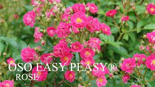 Proven Winners 2020 OSO EASY PEASY® Rose [upl. by Nakeber]