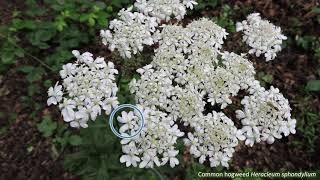 Fiveminute families  Apiaceae [upl. by Philis]