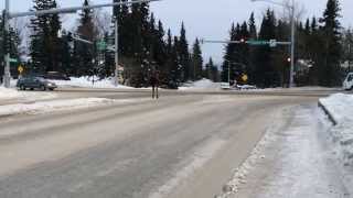 Amazing Moose Video In Anchorage Alaska [upl. by Kirat128]