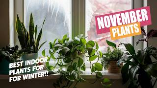 Top Indoor Plants to Grow in November for a Vibrant WinterProof Home [upl. by Nnylcaj317]