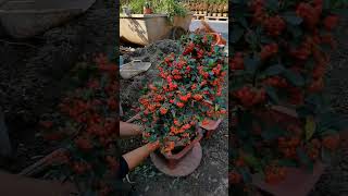 火棘换盆 bonsaitree tree bonsailovers bonsaigarden Pyracantha [upl. by Landy]