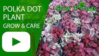 Polka dot plant  grow amp care Hypoestes phyllostachya [upl. by Aniloj]