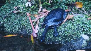 Eastern longnecked turtle Chelodina longicollis [upl. by Raimes]