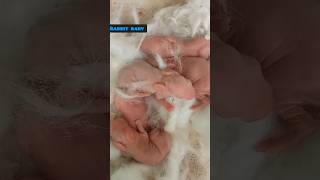 rabbit 🐇 giving birth cute short video [upl. by Eleda]