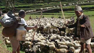 sheep farm migrating to high pastureland  Nepal  lajimbudha [upl. by Eoz262]