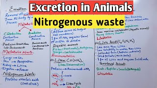 Excretion in Animals  Nitrogenous waste  Ammonotelic  Ureotelic  Uricotelic  class 12 Lectures [upl. by Eniamahs]