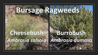 CHEESEBUSH vs BURROBUSH Ambrosia salsola vs Ambrosia dumosa comparison aka Bursage Ragweed [upl. by Elison]