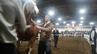 2018 Gordyville draft horse sale lot number 452 [upl. by Elene]