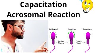 Capacitation amp Acrosomal reaction in sperm BoardNeet [upl. by Daniell]