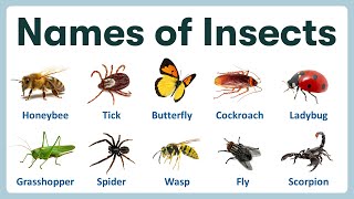 Name of Insects in English  Learning Name of Insects with Pronunciations and Pictures [upl. by Penthea197]