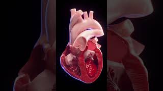 3d animated blood flow of the heart anatomy meded 3dmodel [upl. by Poock]