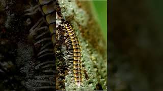 Its Millipede  not Centipede  Millipede 4k Close up  Millipede Sound Effect millipede [upl. by Ahseuqal963]