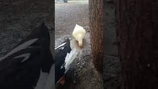 🧿🧿😘♥️💃😂keşfet shotsvideo two duck funnyanimal hayvansevgisi ducklove duckworld [upl. by Zarger16]