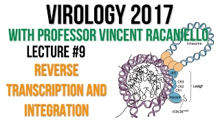 Virology Lectures 2017 9 Reverse Transcription and Integration [upl. by Nguyen]