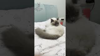 Cozy Cat Spa Time 😺💦 cat cats funny shorts fyp [upl. by Akili]