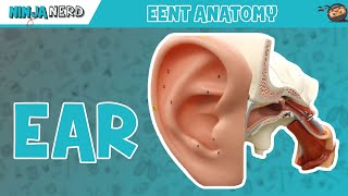 Special Senses  Ear Anatomy  Model [upl. by Aedni]