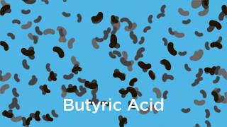 Butyrate and Gut Health [upl. by Ahcsatan]