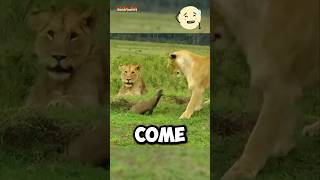 Lion vs Mongoose Real fight 😱 [upl. by Ailec2]