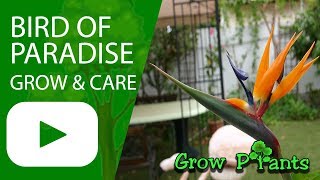 Bird of paradise plant  How to grow Strelitzia reginae [upl. by Llenahs]