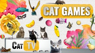 CAT Games  Ultimate Cat TV Compilation Vol 41  2 HOURS 🐝🐞🦋🦎🦜🐜🐭🧵 [upl. by Judie]