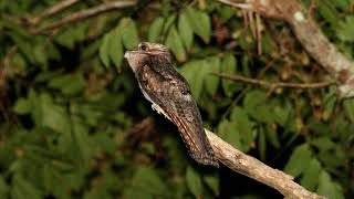 Amazewing Facts About The Longtailed Potoo For Kids [upl. by Prue]