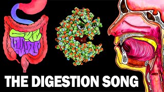 THE DIGESTIVE SYSTEM SONG [upl. by Shepperd]