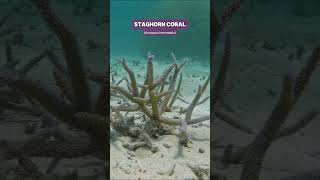 Blue Staghorn Coral Acropora intermedia growing out of the sand shorts nature ocean coral [upl. by Ayisan]