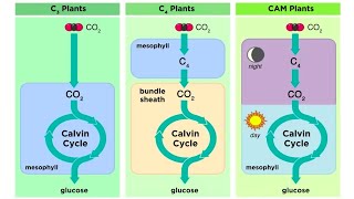 Types of Photosynthesis in Plants C3 C4 and CAM [upl. by Erlond]