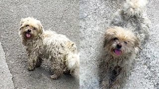 Limping Stray Dog Chases After His Feeder Kneel Down and Beg Desperate For A Home [upl. by Anayd]